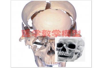 醫(yī)學(xué)教學(xué)模型行業(yè)前景與國(guó)內(nèi)外參與者分析（附報(bào)告目錄）